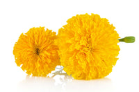 MARIGOLD EXTRACT (LUTEIN)